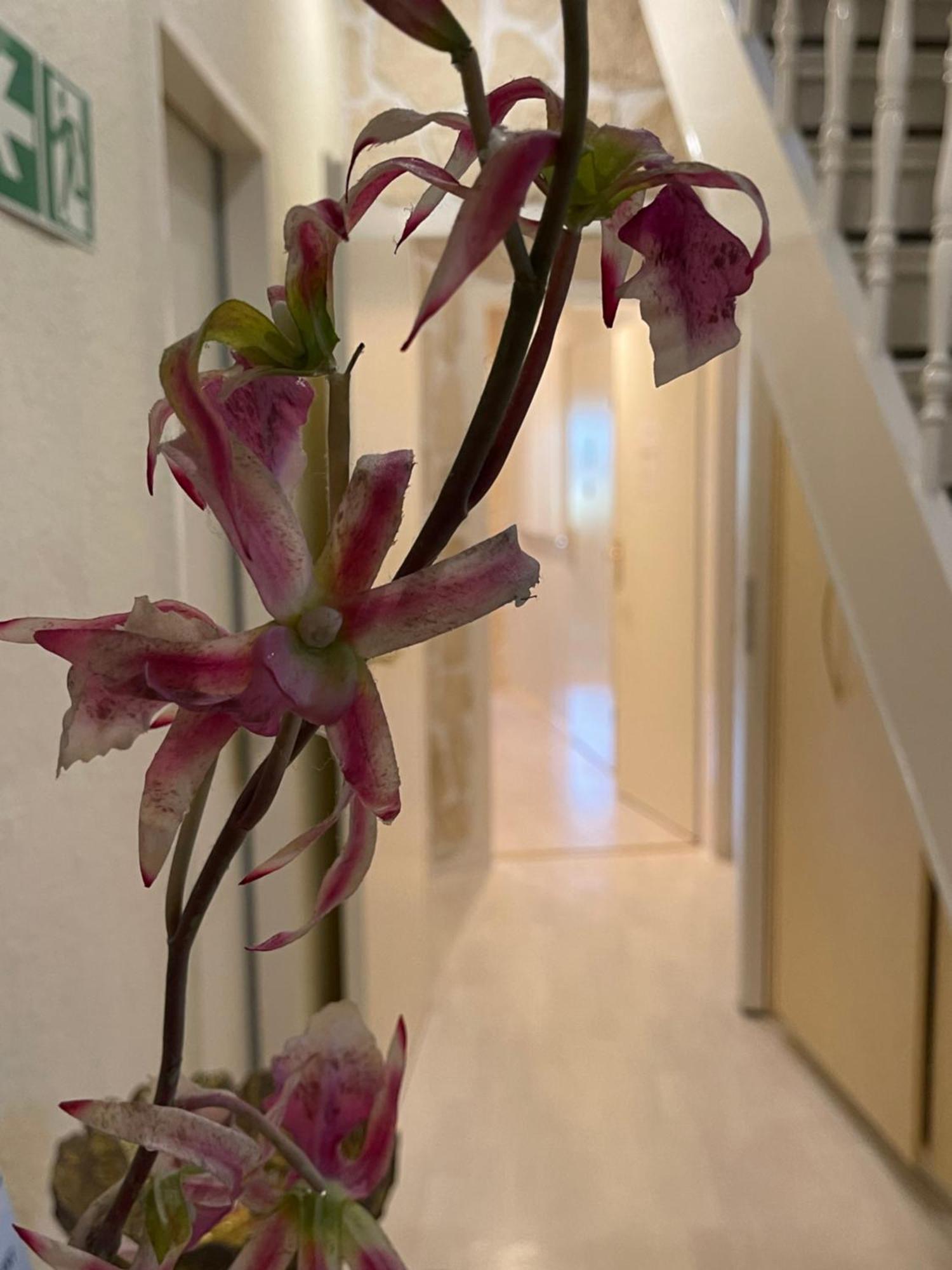Hotel Villa Vital Munster Екстер'єр фото